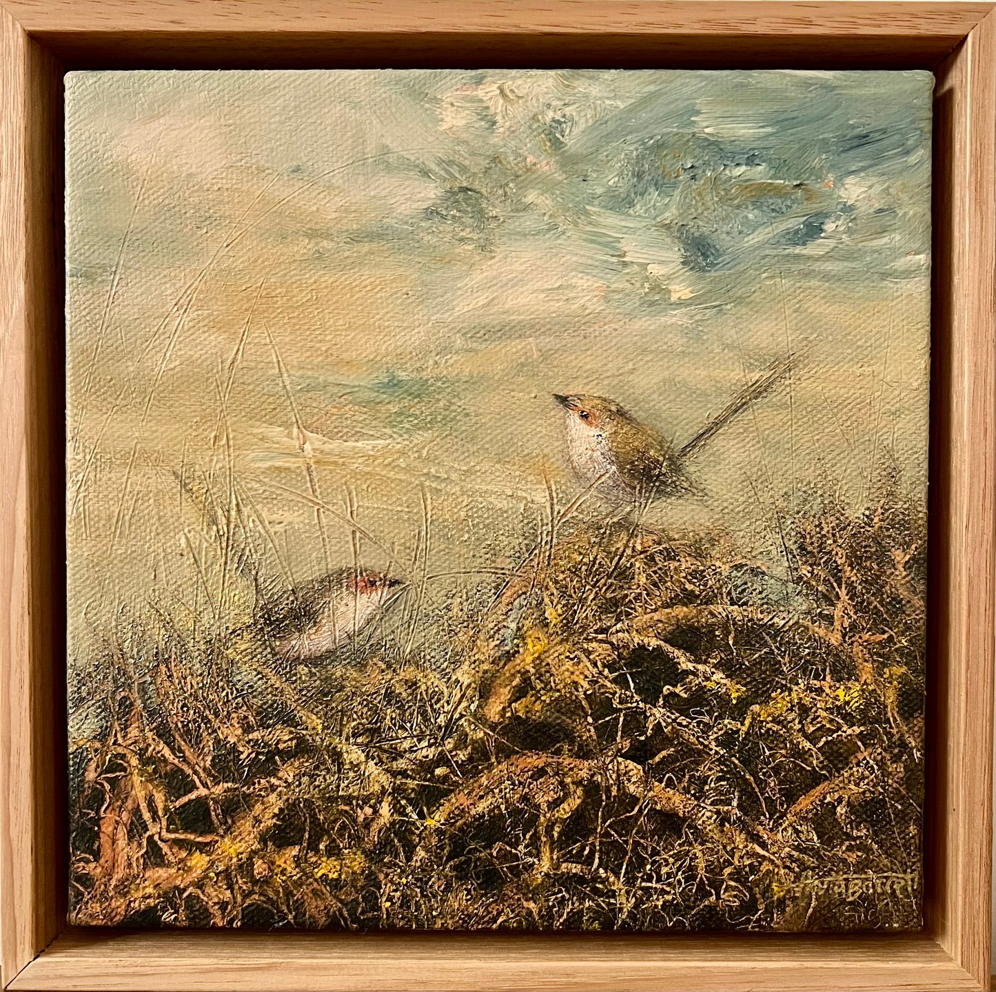 Morning Wrens