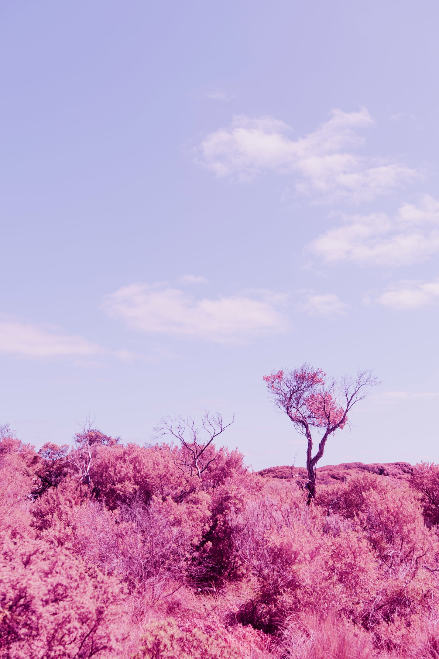 Solo tree