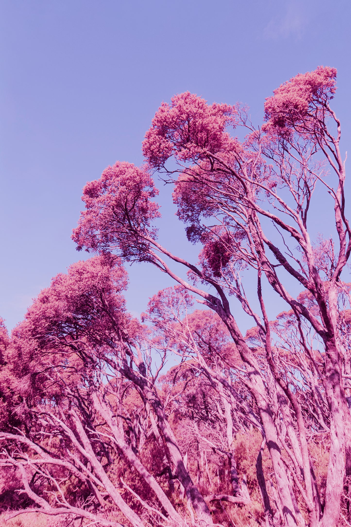 Trees