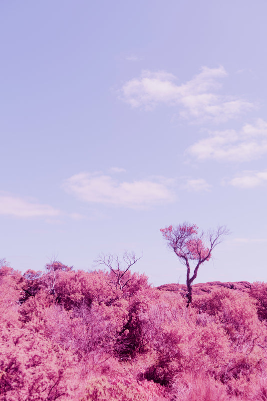 Solo tree