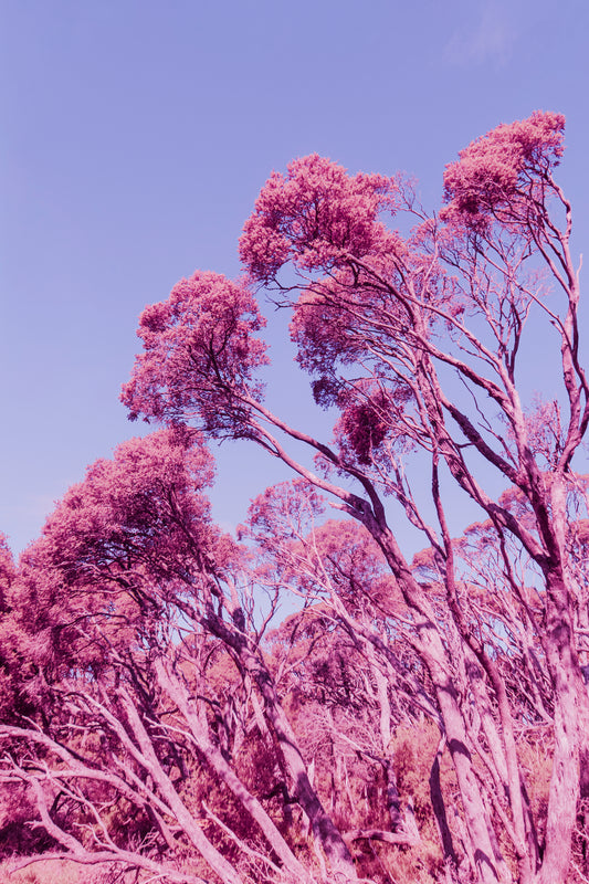 Trees